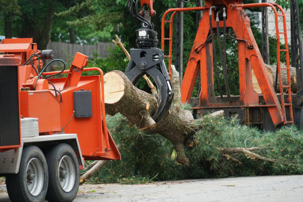 How Our Tree Care Process Works  in  Crystal City, MO